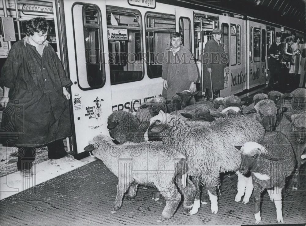 Press Photo Black Sheep, Subway, Berlin, Germany - Historic Images