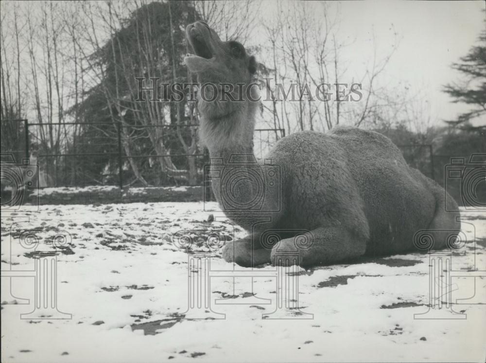 1963 Press Photo Lone Camel in Roman snow - Historic Images