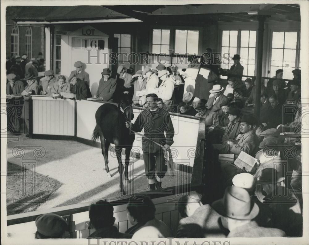 Press Photo Opening of Bloodstock Sales at Newmarket - Historic Images