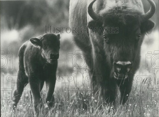 1976 Press Photo Buffalo With Calf - Historic Images