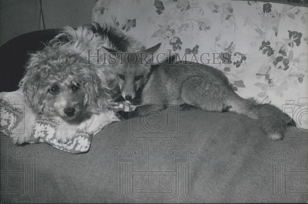 Press Photo Domesticated Fox With Dog A. Beymour Copnor Portsmouth - Historic Images