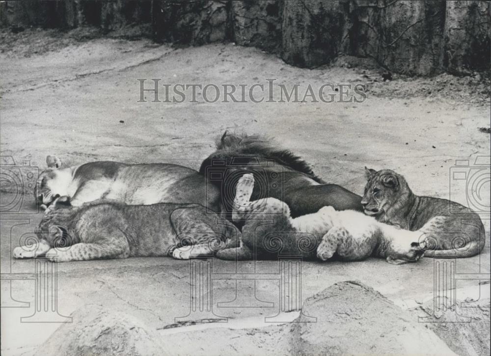 Press Photo Family Lions San Francisco Zoo Napping - Historic Images