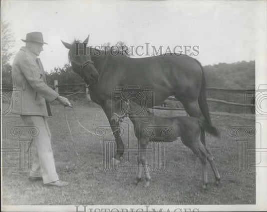 Press Photo World's Smallest Horse - Historic Images