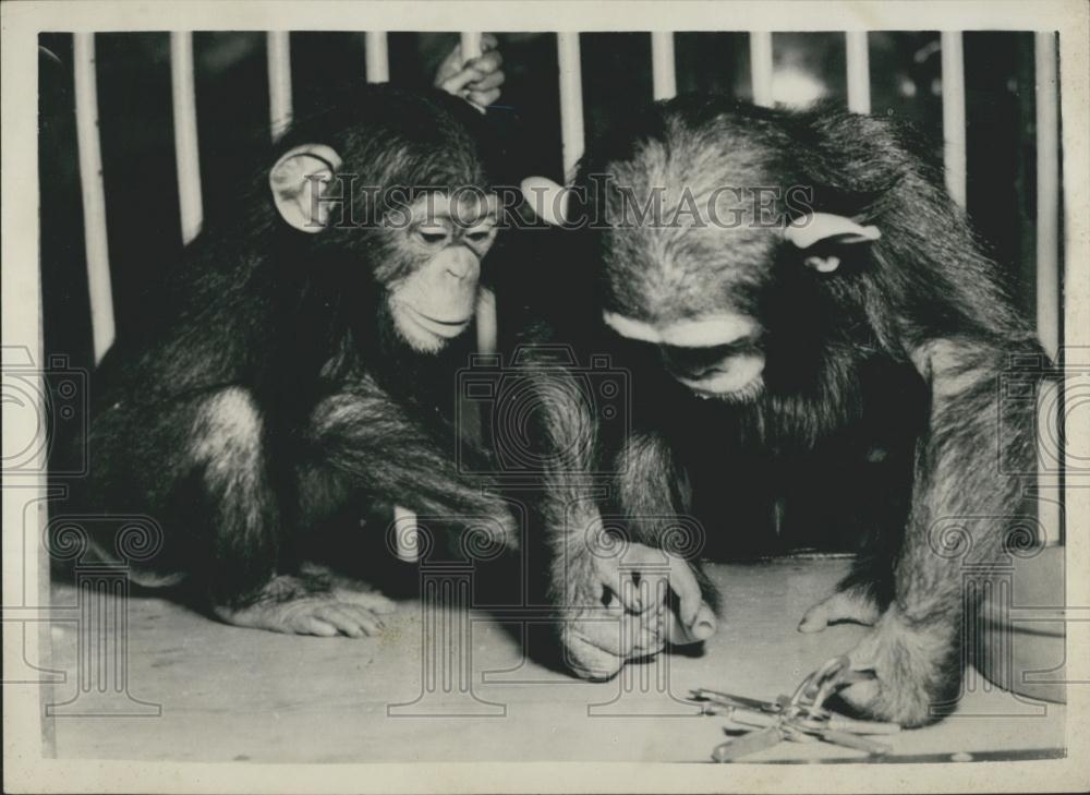 1955 Press Photo Two Chimpanzees Copenhagen Zoo - Historic Images