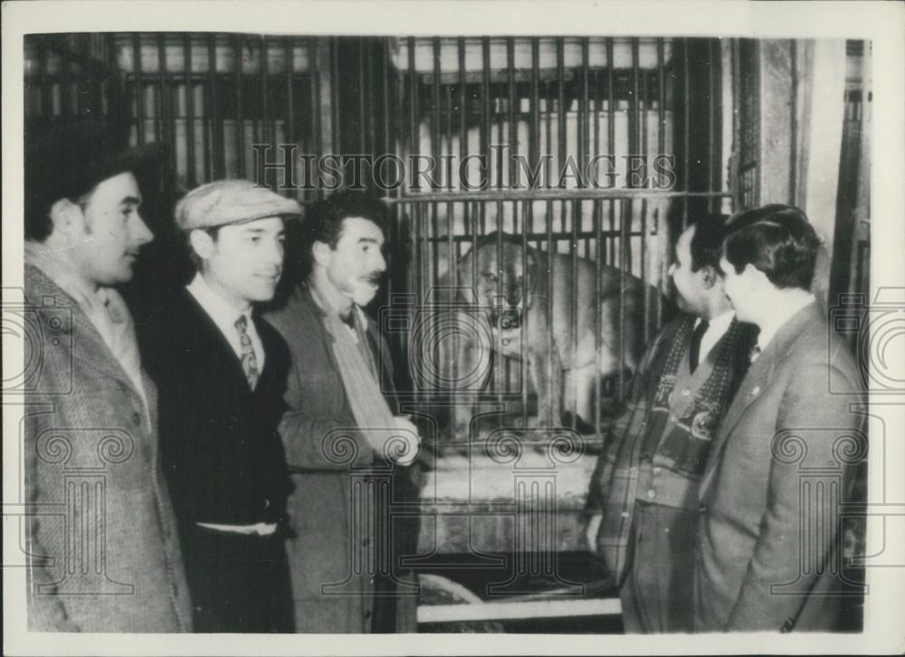 1955 Press Photo Girl Sees Lions Kill Her Finance - Historic Images