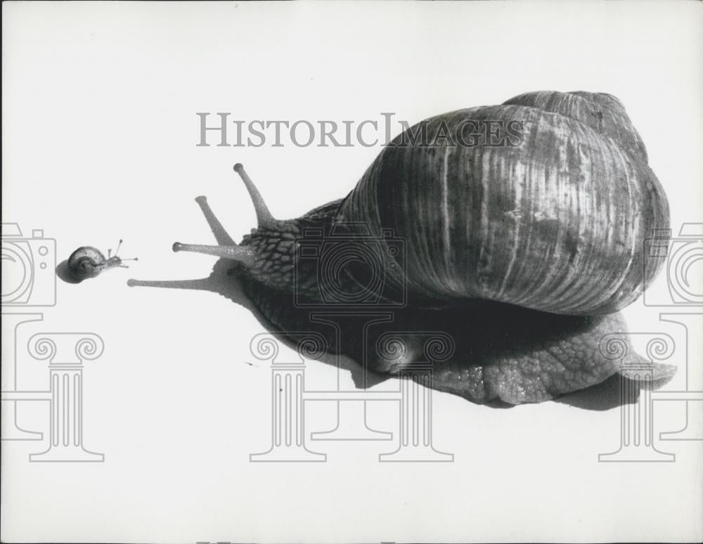 Press Photo Colly" the World's Fastest Snail" - Historic Images