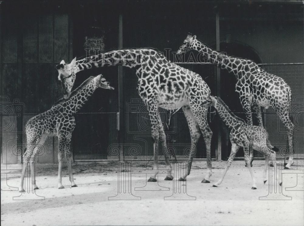 1966 Press Photo Giraffes at the Zoo at Basle - Historic Images