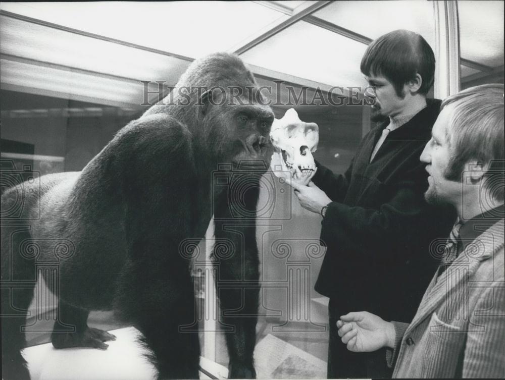 1973 Press Photo Gorilla Tarzan From Knie&#39;s Menagery Conserved After Death - Historic Images