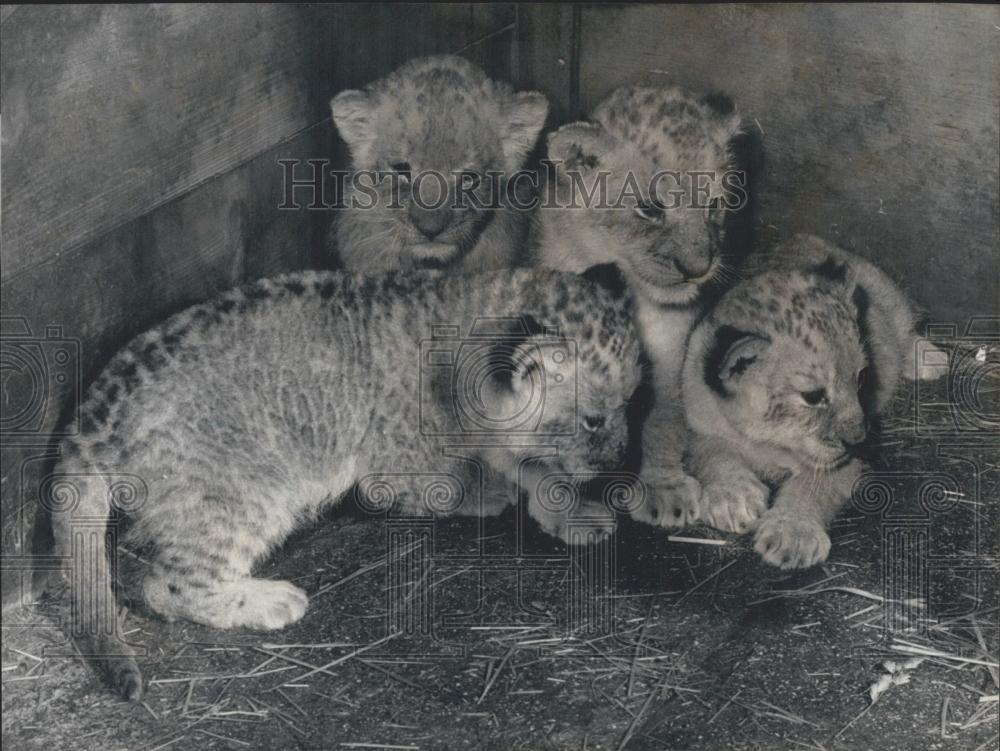 Press Photo Lion Surviving Quintuplets Platte Zoo Frauenfeld Switzerland - Historic Images