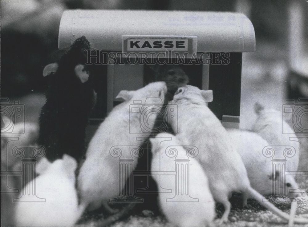 Press Photo 500 Mice at Summer Festivity in Hamburg West Germany - Historic Images