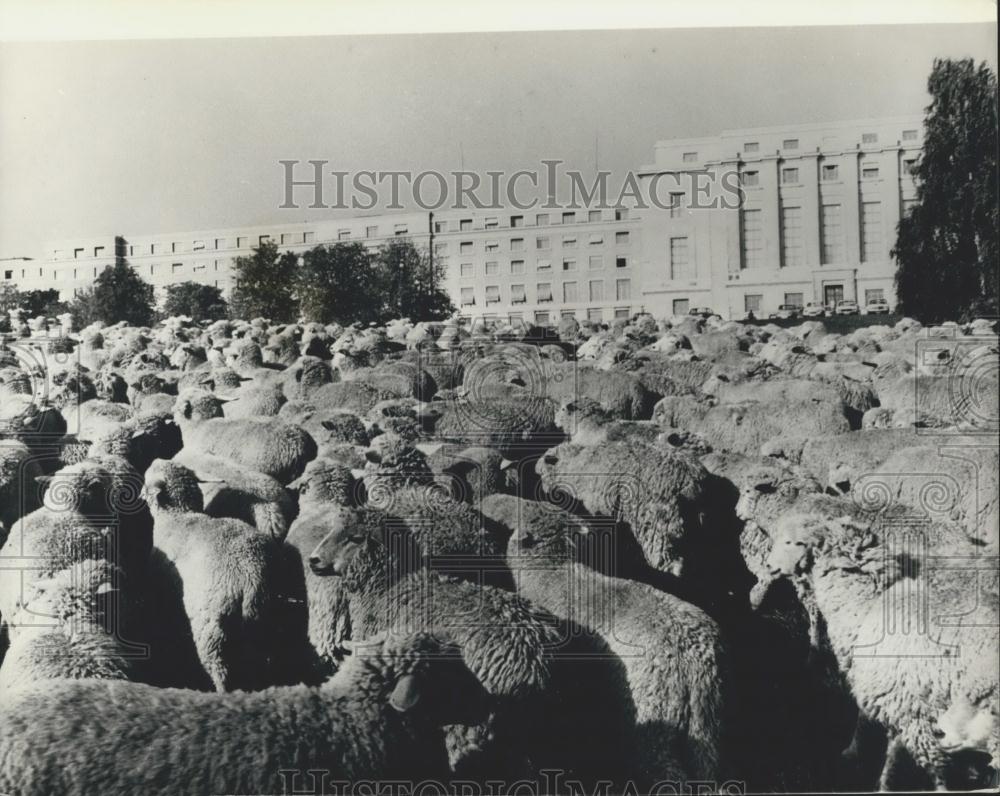 1973 Press Photo Sheep, United Nations, Geneva, Switzerland - Historic Images