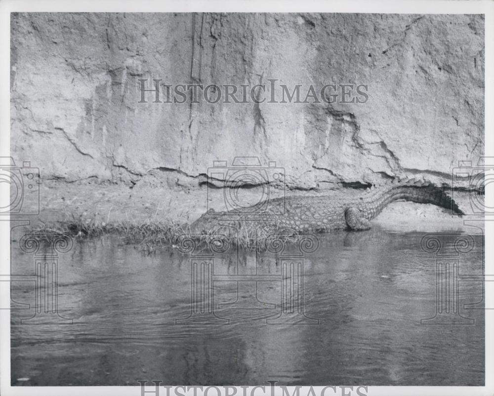 Press Photo Crocodile, Munchison Falls National Park, Uganda - Historic Images