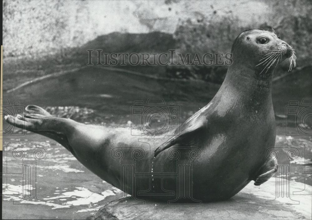 1969 Press Photo Seal, Berlin Zoo - Historic Images