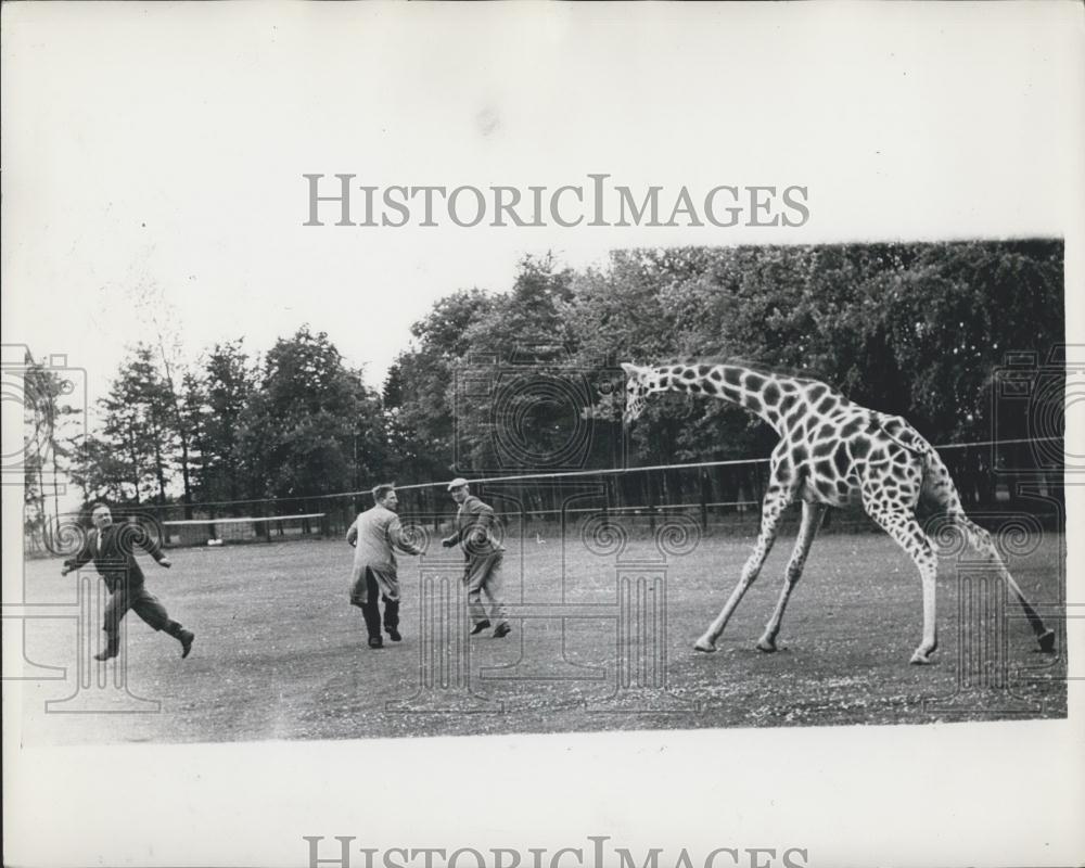 Press Photo Maggie The Giraffe Protects Her New Baby - Historic Images