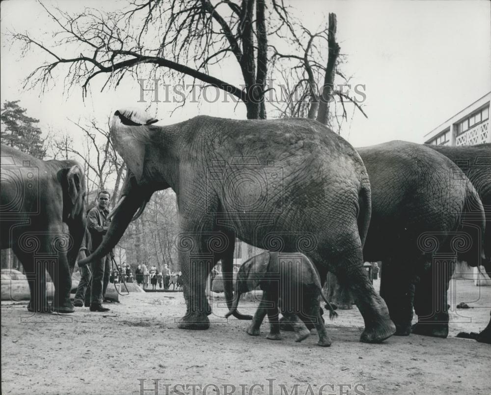 1966 Press Photo Ota, Idunda, Elephants, Basle Zoo - Historic Images