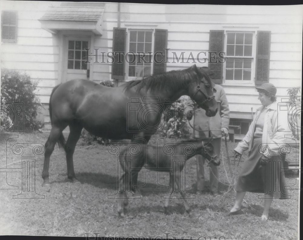 Press Photo World's Smallest Horse - Historic Images