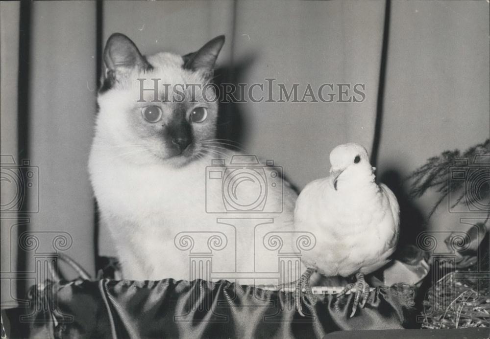 1956 Press Photo Cat Looking At Dove - Historic Images