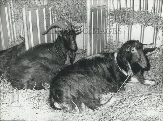 Press Photo Goats - Historic Images