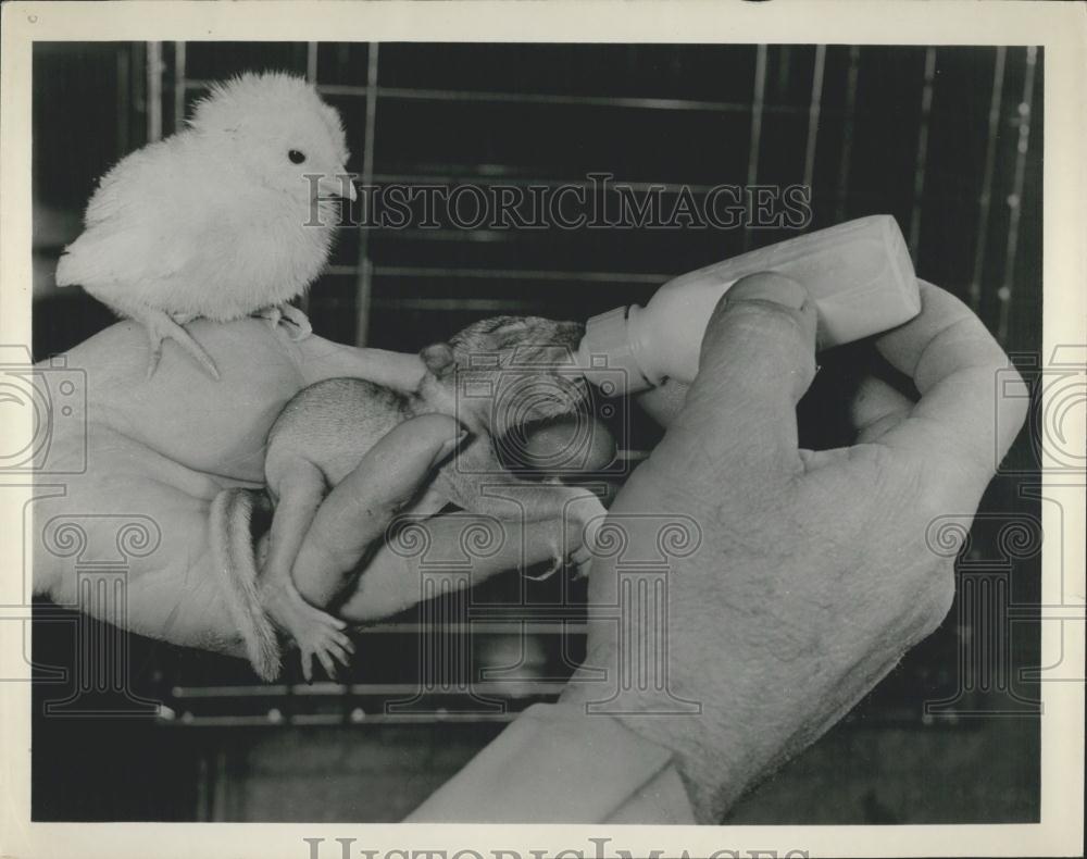 Press Photo Formula Feeding, Baby Squirrel, Chick, Coney Island Animal Farm - Historic Images