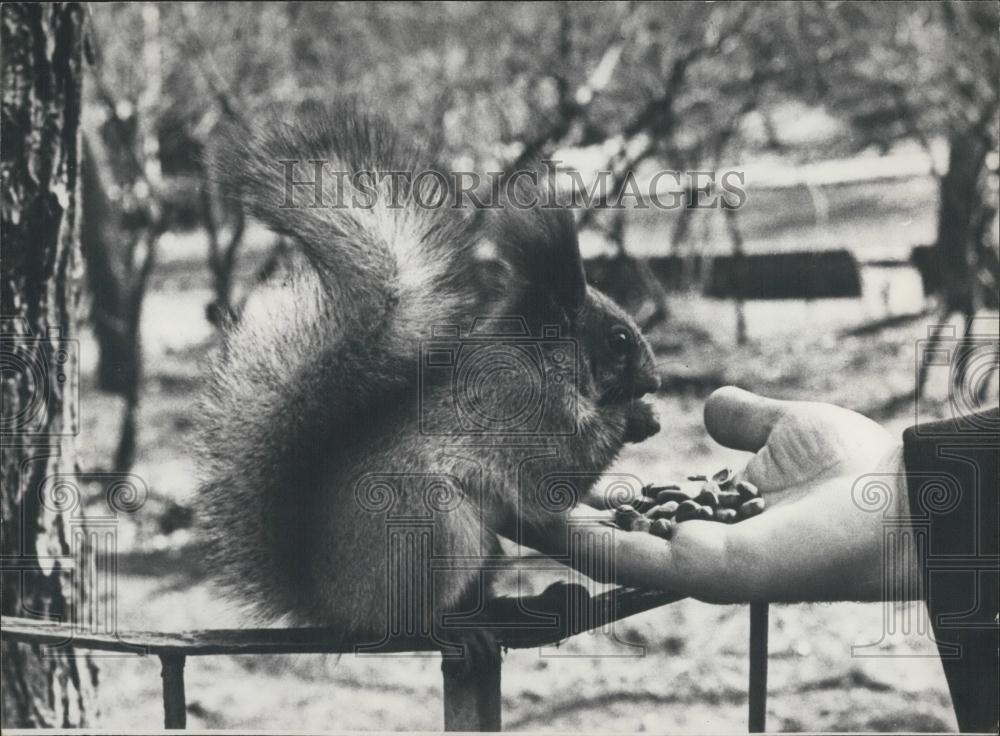 Press Photo Squirrel - Historic Images