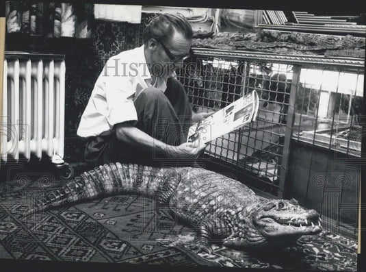 1968 Press Photo Man Read Paper Next To Crocodile - Historic Images