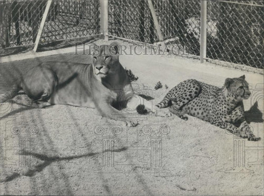 1983 Press Photo Lioness With Cheetah - Historic Images