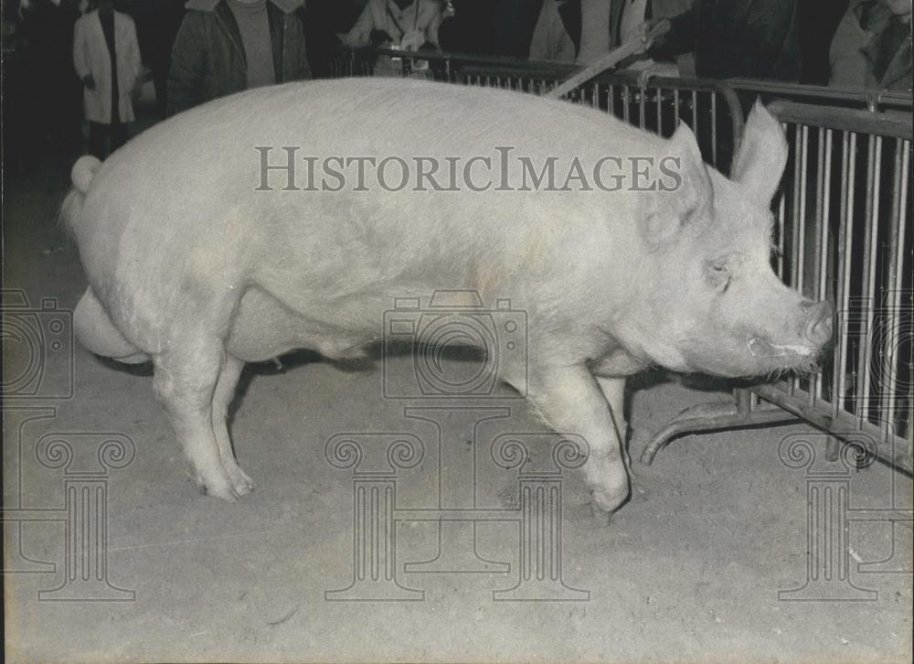 Press Photo Large Pig - Historic Images