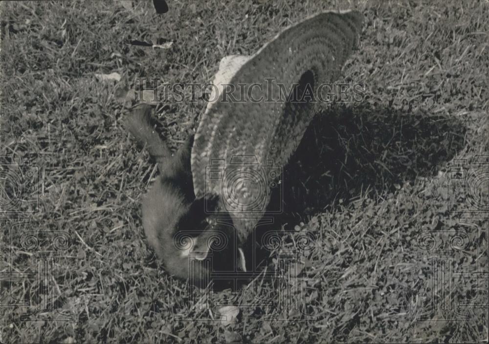 1961 Press Photo Hat, Monkey - Historic Images