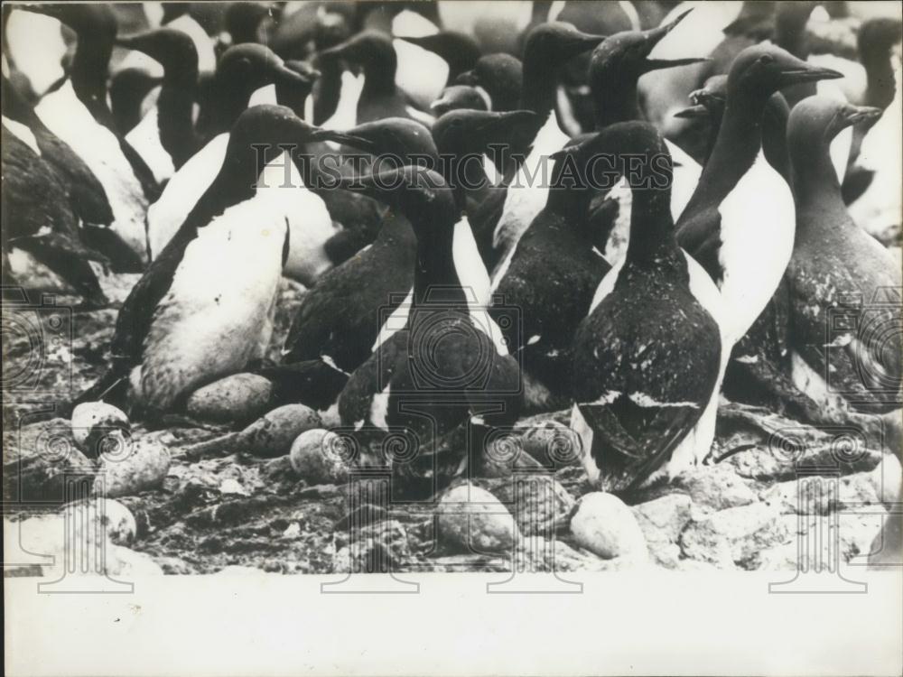 Press Photo Large Group Of Penguins - Historic Images