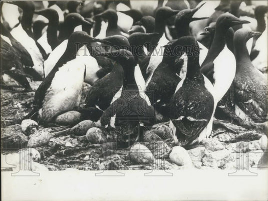 Press Photo Large Group Of Penguins - Historic Images