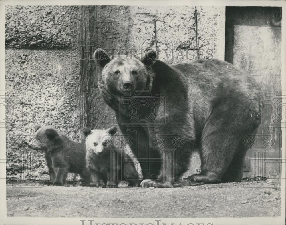 1954 Press Photo Minnie&quot; Syrian Bear &amp; Cubs at London Zoo&quot; - Historic Images