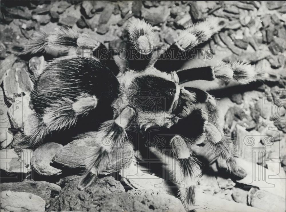 Press Photo Tarantula On Rocks - Historic Images