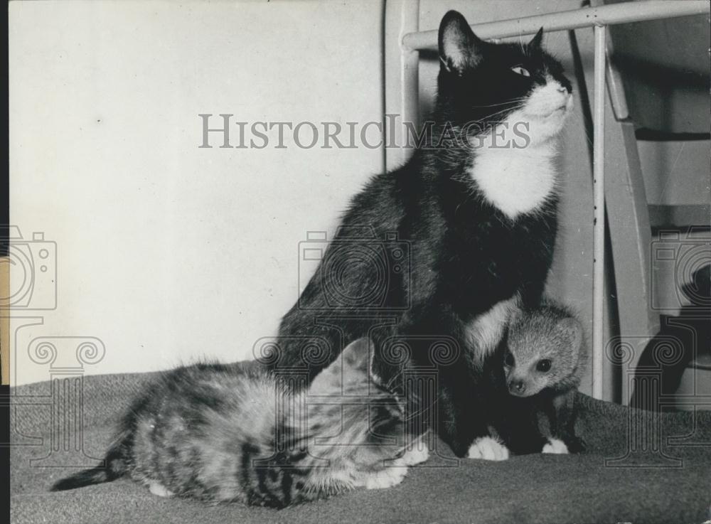 1955 Press Photo Young Mungo which is bred by a Cat - Historic Images