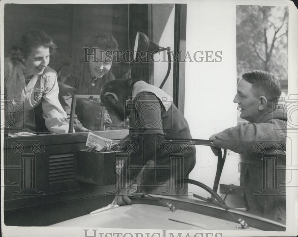 Press Photo Princes Park drive in bank, Liverpool,a chimpanzee - Historic Images