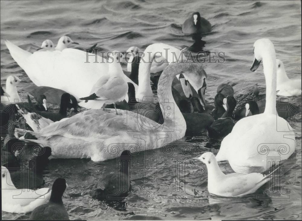 1984 Press Photo Seagull and swans in Zurich - Historic Images