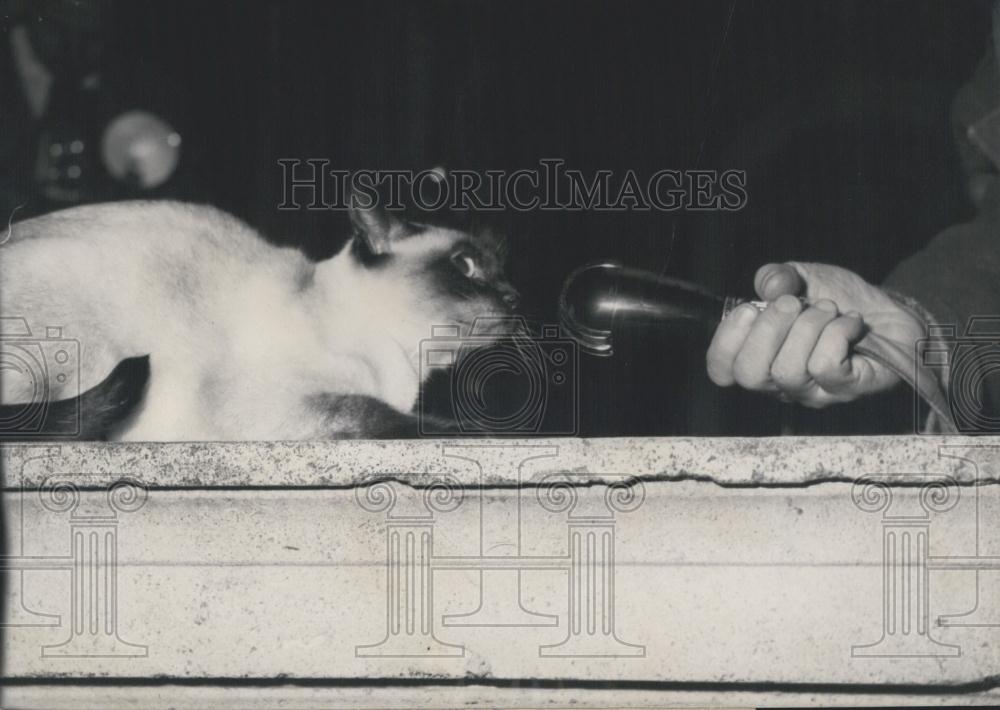 1955 Press Photo Non English Content - Historic Images