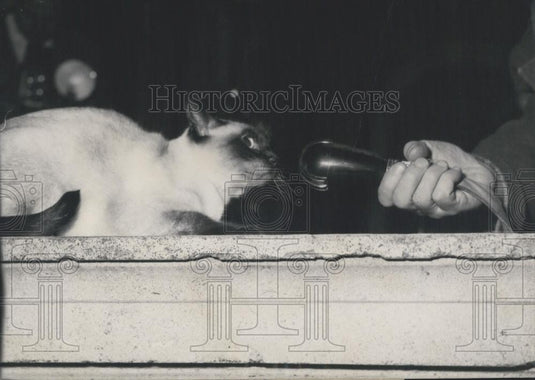 1955 Press Photo Non English Content - Historic Images
