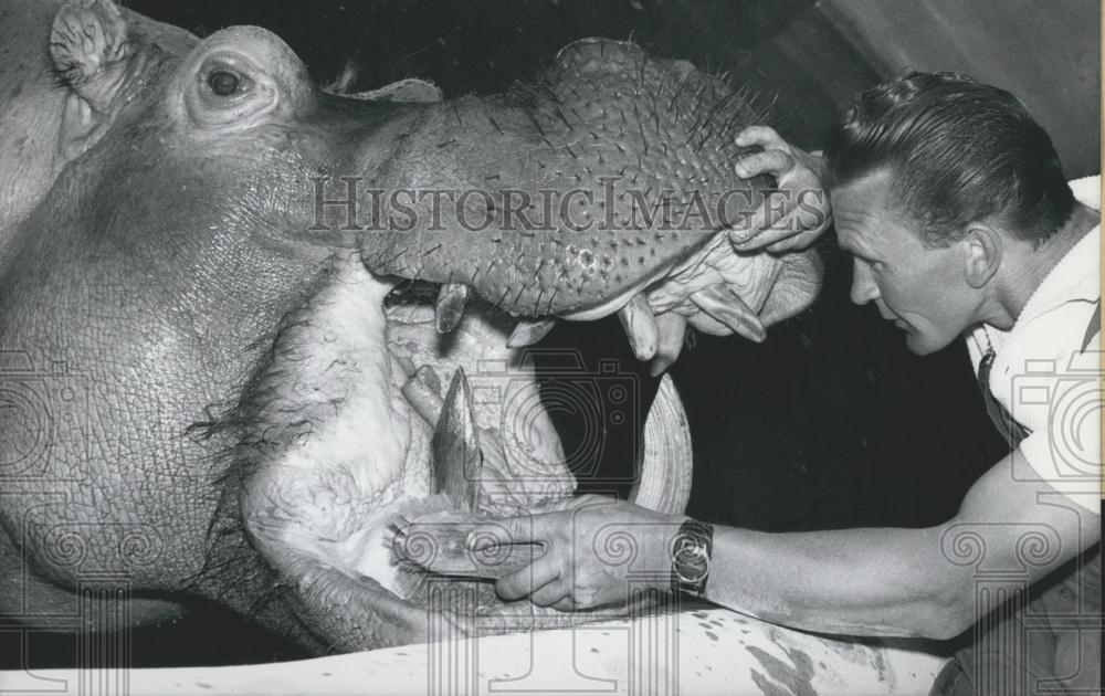 Press Photo Hippo, Munich Zoo - Historic Images