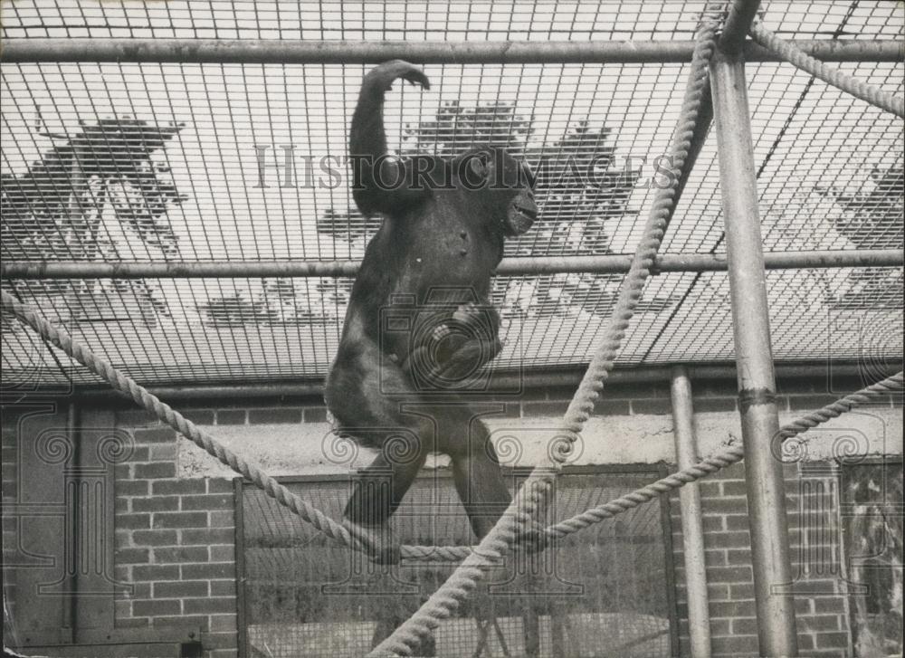 Press Photo Chimpanzee Bron at Aspinall&#39;s Private Zoo - Historic Images