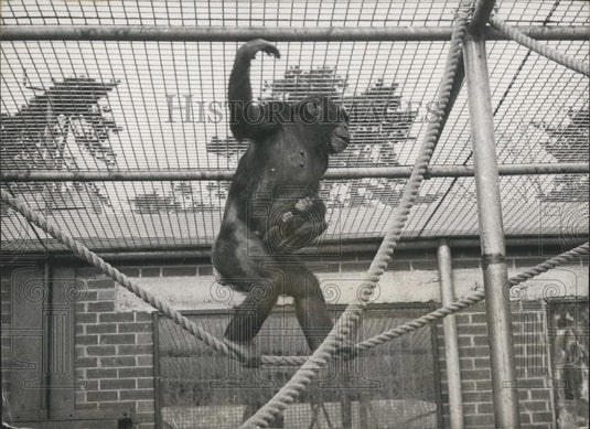 Press Photo Chimpanzee Bron at Aspinall's Private Zoo - Historic Images