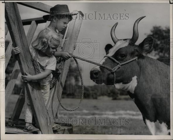1950 Press Photo Children Cow - Historic Images