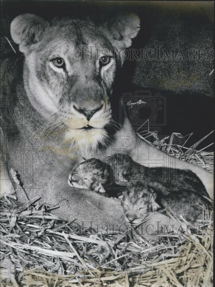 1958 Press Photo Nuremberg zoo,Lioness and her cubs - Historic Images