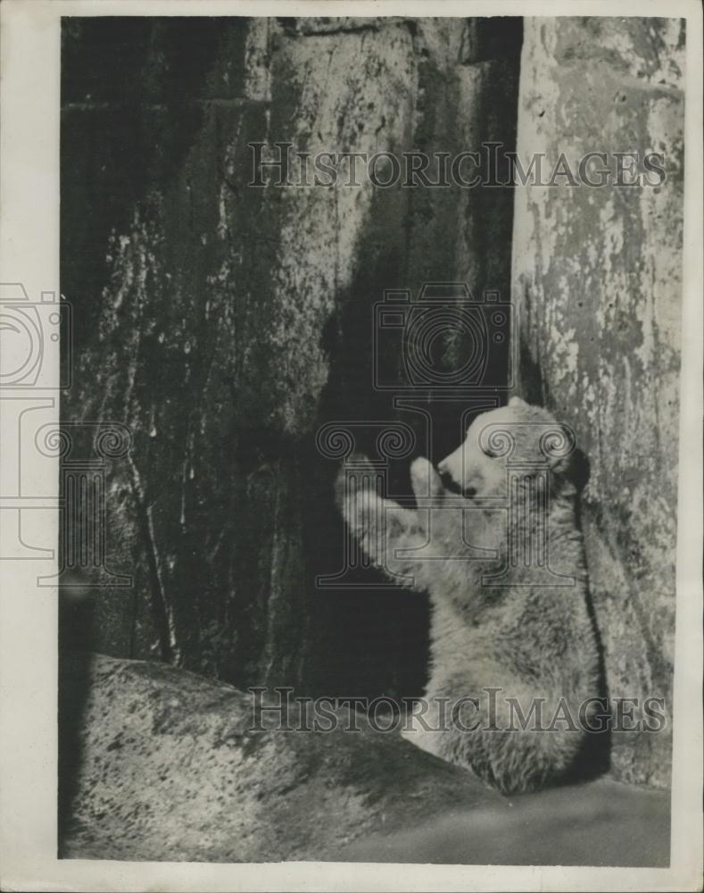 Press Photo Baby Bear Cub at the Stockholm Zoo - Historic Images