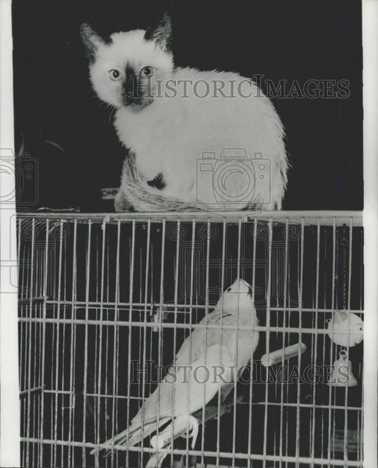 Press Photo Scruffy the cat on top of Squarky, the bird's cage - Historic Images
