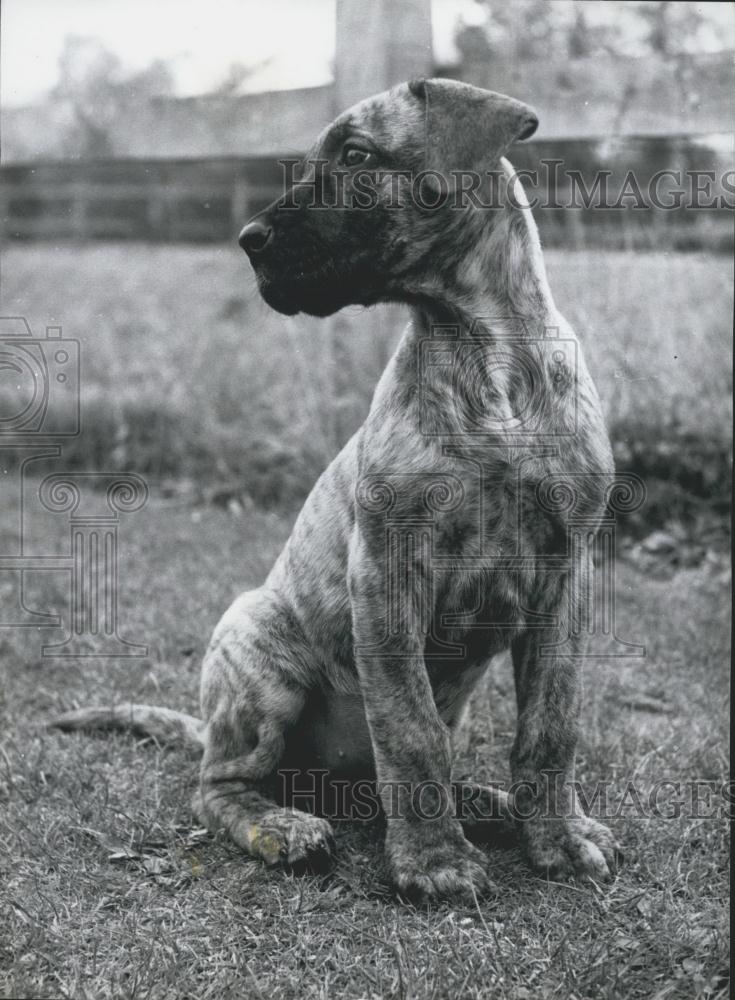 Press Photo Cute Puppy Dog Contemplates Escape From Yard - Historic Images