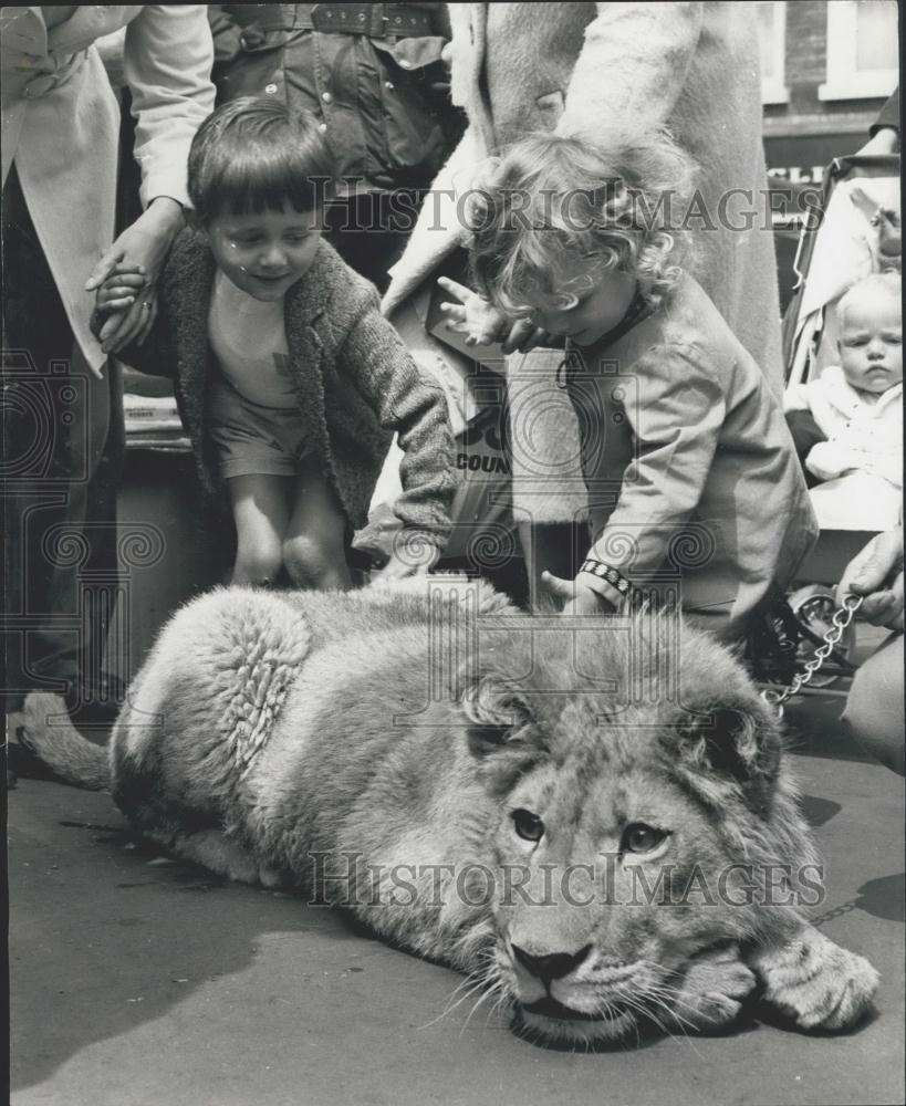 1970 Press Photo Leo the Lion visiting Bedford Market - Historic Images