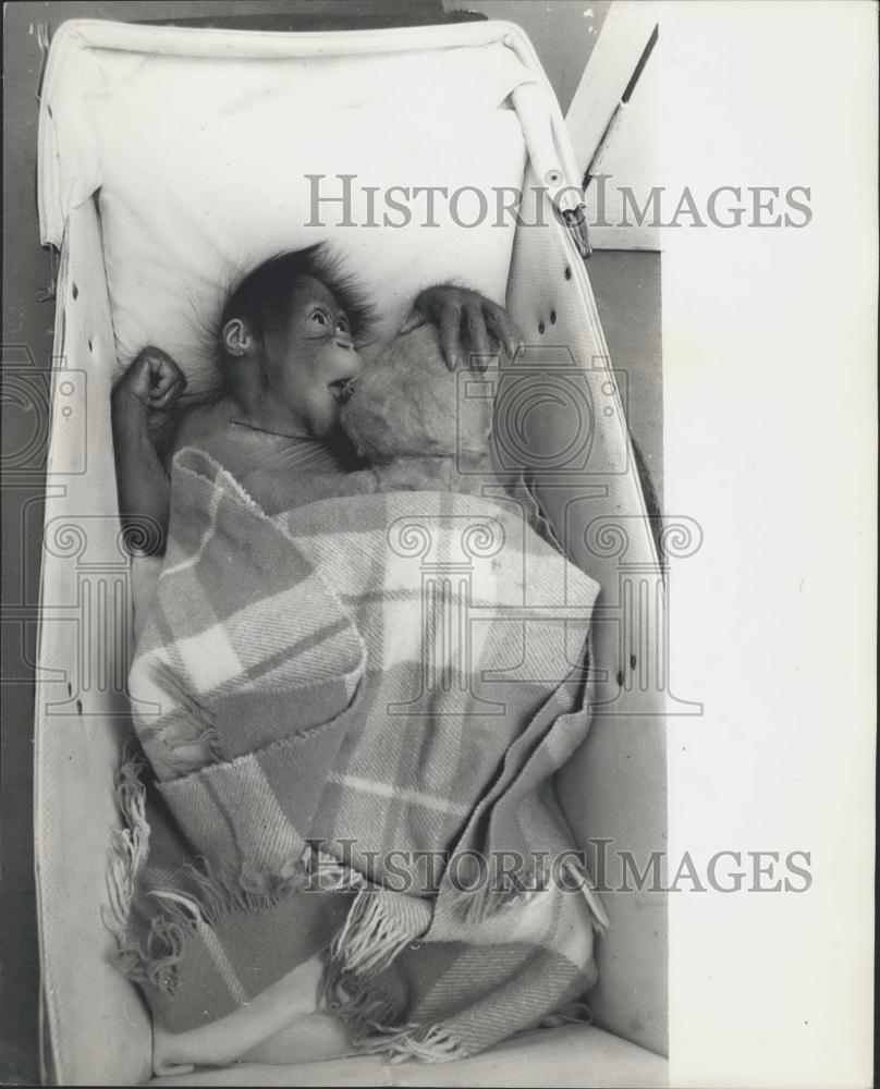 Press Photo An baby orangutan - Historic Images