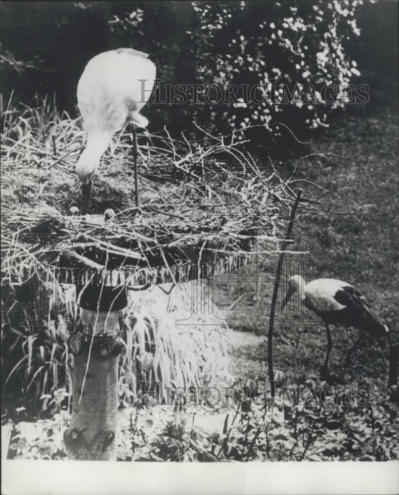 1989 Press Photo A pair of storks and babies in their nest - Historic Images