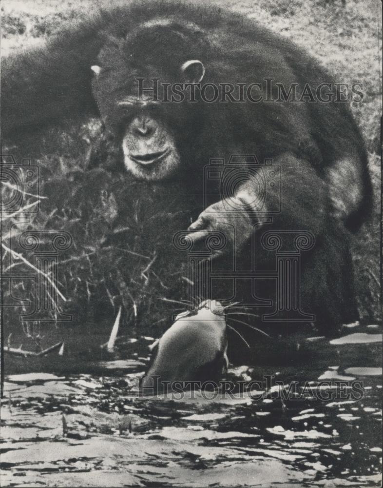 Press Photo SImon, a chimpanzee &amp; sea lion - Historic Images