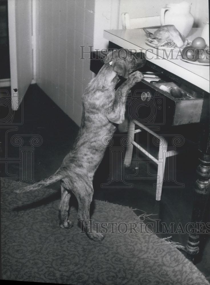 Press Photo Dog Peeks Over counter - Historic Images